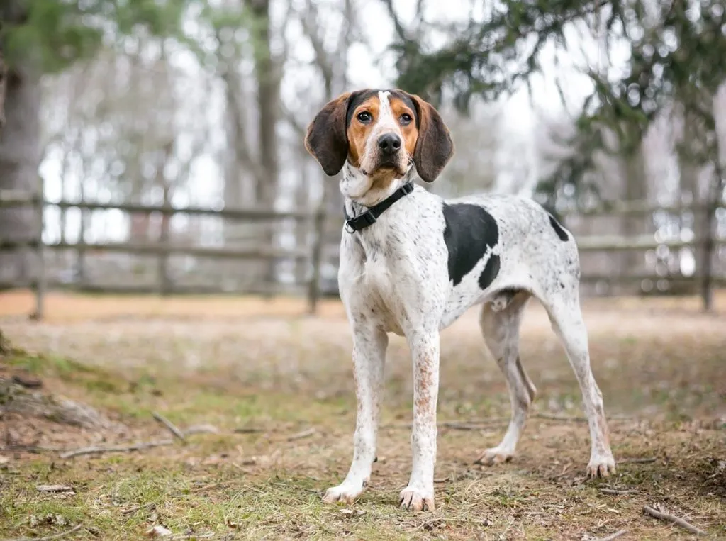 Majestic Tree Hound
